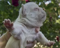 Everest - Platinum , a male French Bulldog for sale in Spokane, WA – 9 of 10