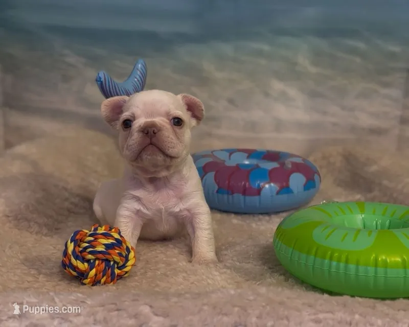 Everest - Platinum  – French Bulldog puppy for sale in Spokane, WA