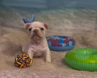 Everest - Platinum , a male French Bulldog for sale in Spokane, WA – 6 of 9