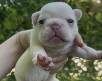 Emmy, a female French Bulldog for sale in Spokane, WA – 4 of 10