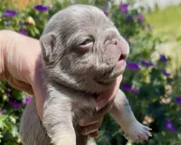 Eddie, a male French Bulldog for sale in Spokane, WA – 6 of 10