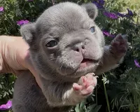 Ezra, a male French Bulldog for sale in Spokane, WA – 9 of 10