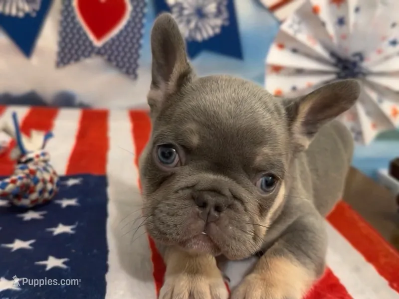 Ezra – French Bulldog puppy for sale in Spokane, WA