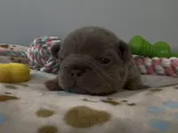 Ethan, a male French Bulldog for sale in Spokane, WA – 8 of 10