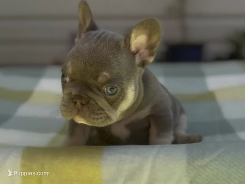 Ezra – French Bulldog puppy for sale in Spokane, WA