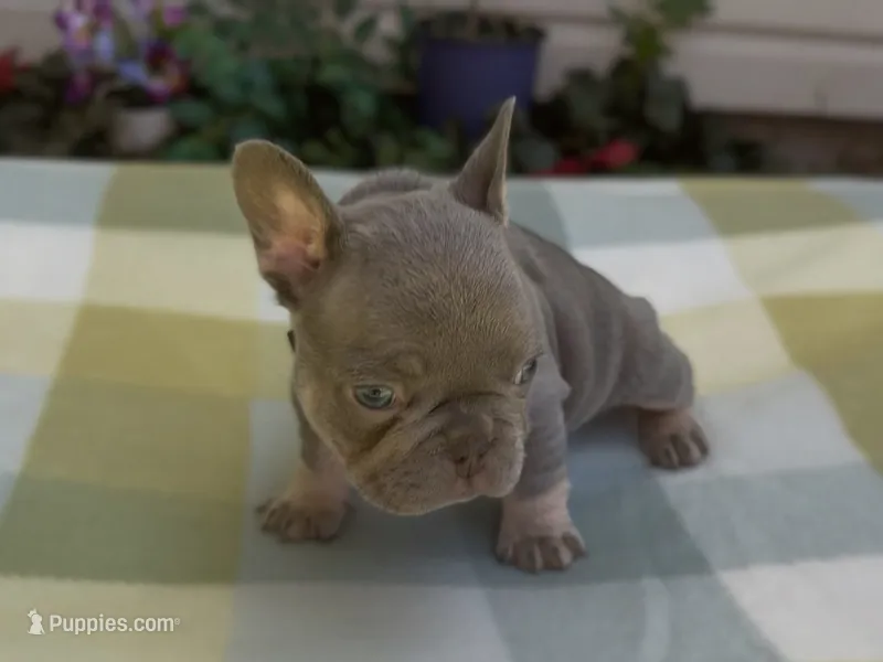 Elena – French Bulldog puppy for sale in Spokane, WA