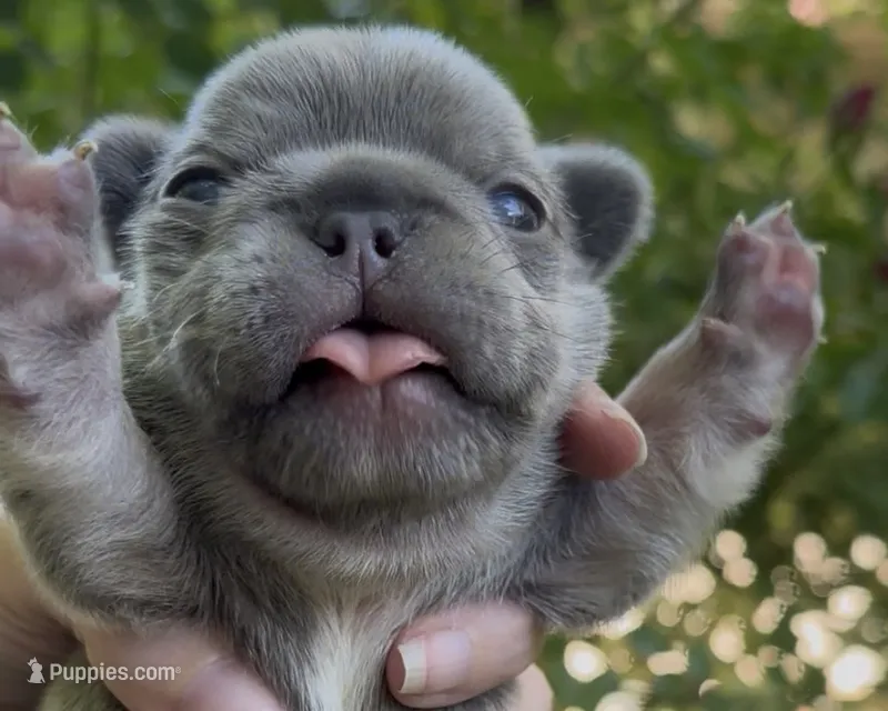 Ezra – French Bulldog puppy for sale in Spokane, WA