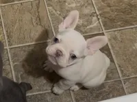Emmy, a female French Bulldog for sale in Spokane, WA – 2 of 10