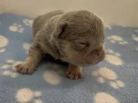 Eddie, a male French Bulldog for sale in Spokane, WA – 7 of 10