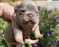 Eddie, a male French Bulldog for sale in Spokane, WA – 5 of 10