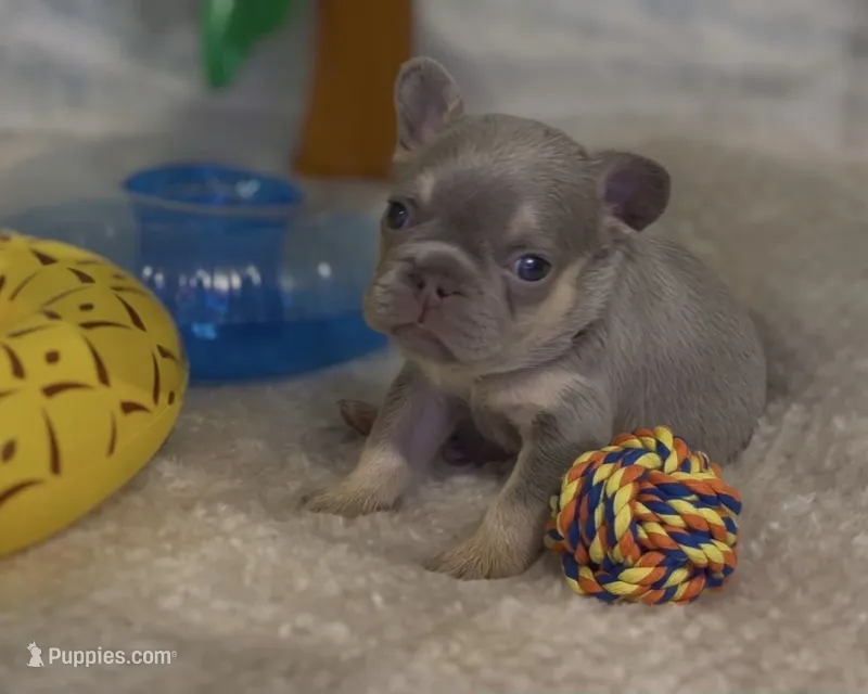 Eddie – French Bulldog puppy for sale in Spokane, WA