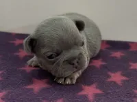 Elena, a female French Bulldog for sale in Spokane, WA – 8 of 10