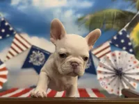 Emmy, a female French Bulldog for sale in Spokane, WA – 4 of 10