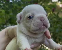 Emmy, a female French Bulldog for sale in Spokane, WA – 3 of 10