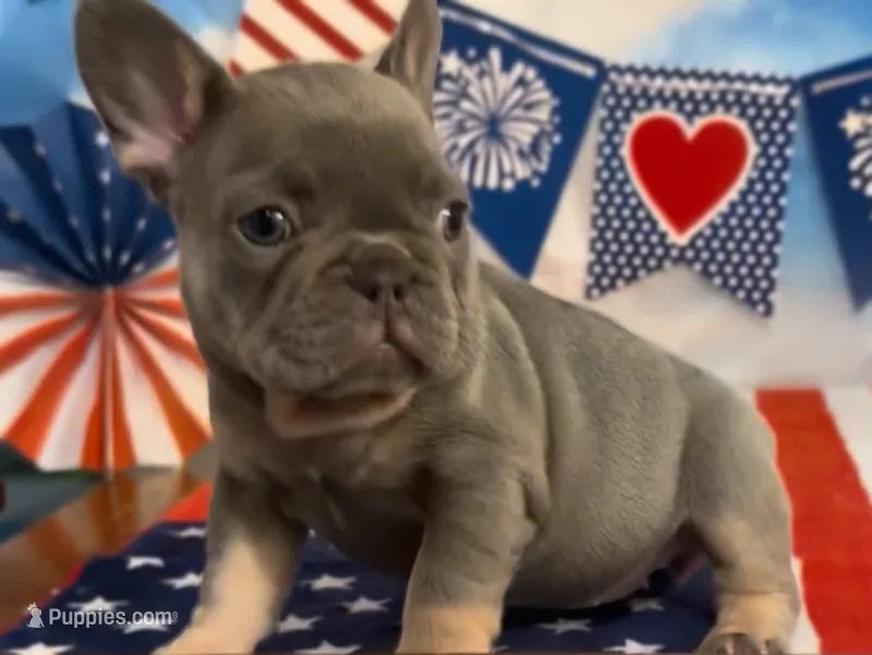 Elena – French Bulldog puppy for sale in Spokane, WA