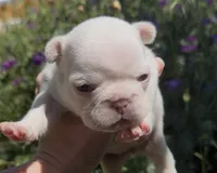 Emmy, a female French Bulldog for sale in Spokane, WA – 8 of 10