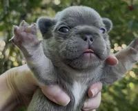 Ezra, a male French Bulldog for sale in Spokane, WA – 4 of 10