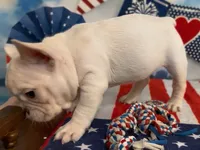 Everest - Platinum , a male French Bulldog for sale in Spokane, WA – 3 of 9