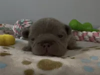 Ethan, a male French Bulldog for sale in Spokane, WA – 9 of 10