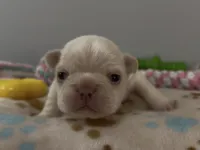 Everest - Platinum , a male French Bulldog for sale in Spokane, WA – 8 of 10
