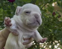 Everest - Platinum , a male French Bulldog for sale in Spokane, WA – 4 of 10