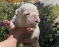 Emmy, a female French Bulldog for sale in Spokane, WA – 2 of 10