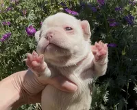 Everest - Platinum , a male French Bulldog for sale in Spokane, WA – 5 of 10