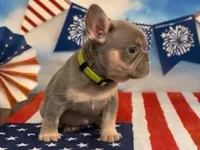 Eddie, a male French Bulldog for sale in Spokane, WA – 5 of 10