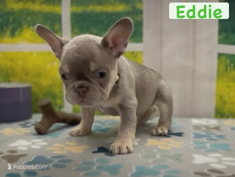 Eddie – French Bulldog puppy for sale in Spokane, WA