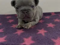 Elena, a female French Bulldog for sale in Spokane, WA – 2 of 10
