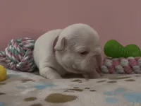 Emmy, a female French Bulldog for sale in Spokane, WA – 10 of 10