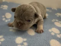 Eddie, a male French Bulldog for sale in Spokane, WA – 8 of 10