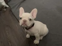 Emmy, a female French Bulldog for sale in Spokane, WA – 3 of 10