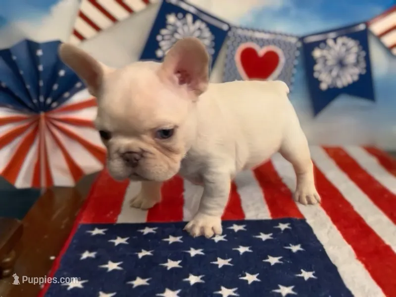 Everest - Platinum  – French Bulldog puppy for sale in Spokane, WA