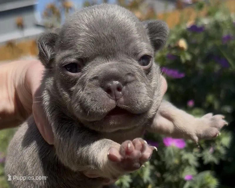 Elena – French Bulldog puppy for sale in Spokane, WA