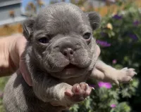 Elena, a female French Bulldog for sale in Spokane, WA – 1 of 10