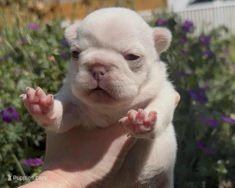 Emmy – French Bulldog puppy on hold in Spokane, WA