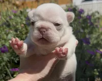 Emmy, a female French Bulldog for sale in Spokane, WA – 1 of 10