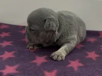 Elena, a female French Bulldog for sale in Spokane, WA – 10 of 10