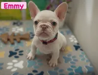Emmy, a female French Bulldog for sale in Spokane, WA – 1 of 10