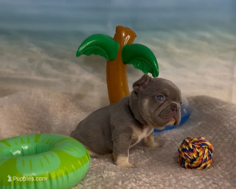 Ezra – French Bulldog puppy for sale in Spokane, WA