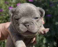 Ethan, a male French Bulldog for sale in Spokane, WA – 5 of 10