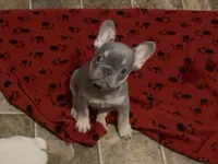Eddie, a male French Bulldog for sale in Spokane, WA – 2 of 10