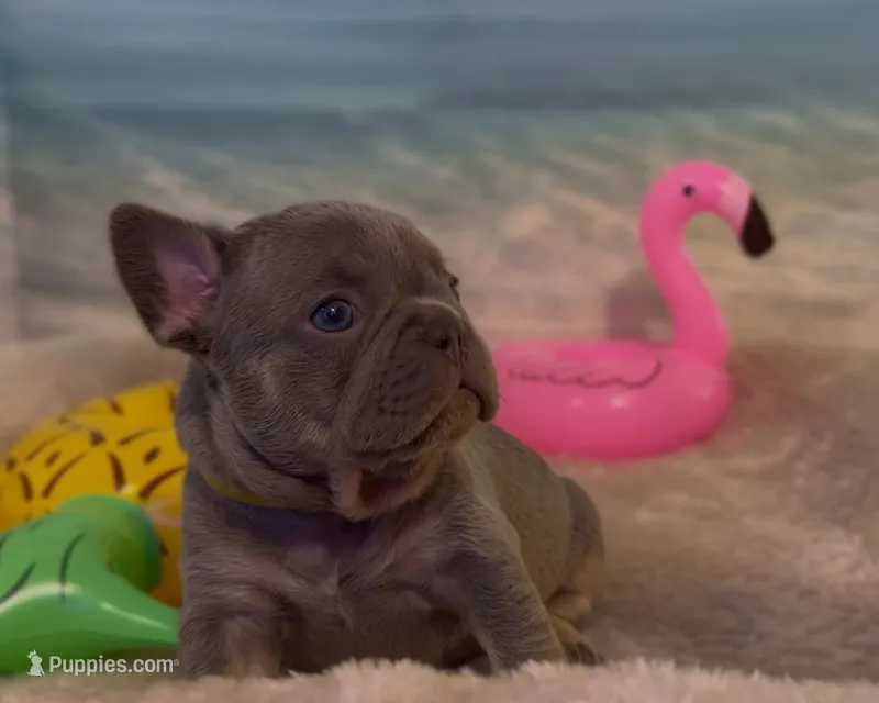 Elena – French Bulldog puppy for sale in Spokane, WA