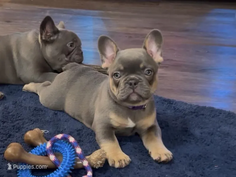 Dakota- Blue Tri Fluffy Carrier  – French Bulldog puppy for sale in Spokane, WA
