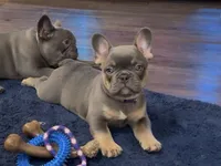 Dakota- Blue Tri Fluffy Carrier , a female French Bulldog for sale in Spokane, WA – Photo 1 of 8