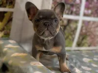 Dakota- Blue Tri Fluffy Carrier , a female French Bulldog for sale in Spokane, WA – Photo 4 of 8