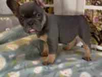 Dakota- Blue Tri Fluffy Carrier , a female French Bulldog for sale in Spokane, WA – Photo 6 of 8