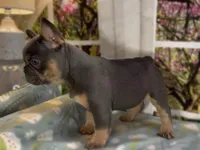 Dakota- Blue Tri Fluffy Carrier , a female French Bulldog for sale in Spokane, WA – Photo 7 of 8