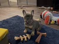 Dakota- Blue Tri Fluffy Carrier , a female French Bulldog for sale in Spokane, WA – Photo 3 of 8